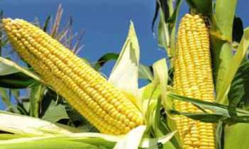 Maize
